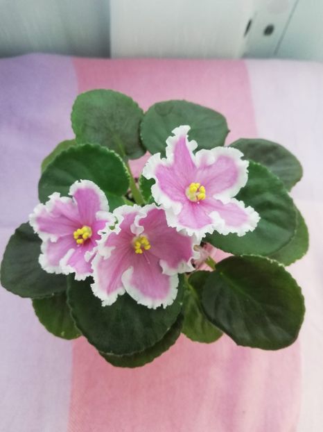 3 iul - VaT Amazonka