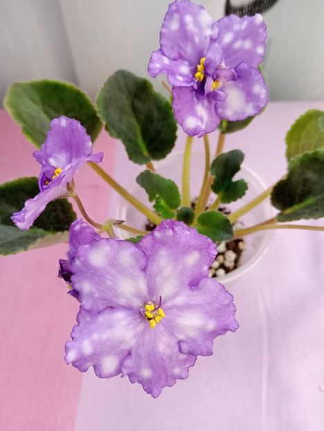 13 mar - Storm s Eye