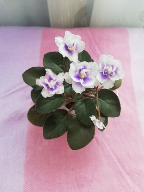 7 iul - SK Osjminozhka