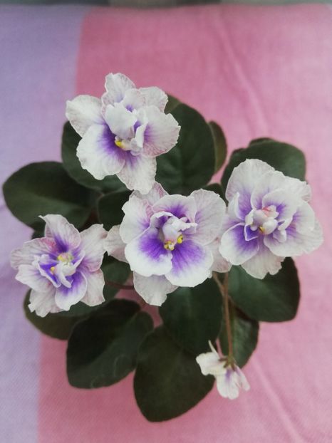 7 iul - SK Osjminozhka