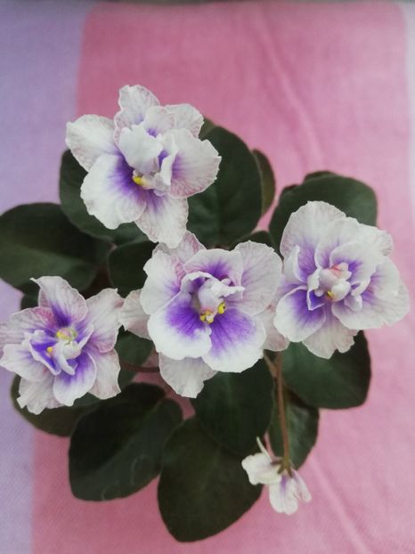 7 iul - SK Osjminozhka