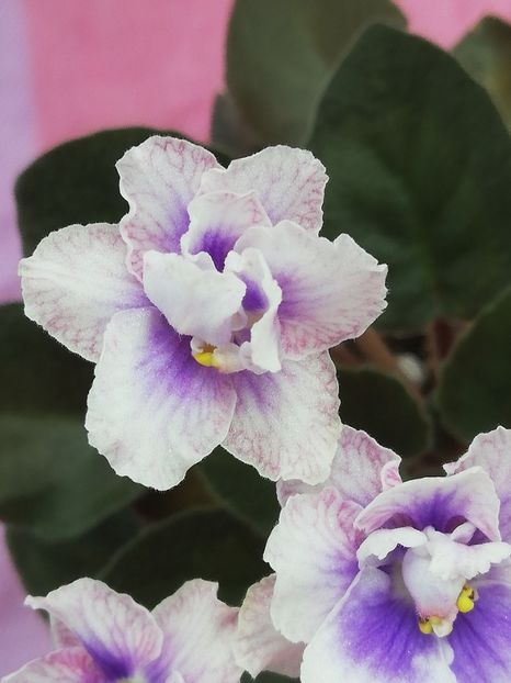 7 iul - SK Osjminozhka