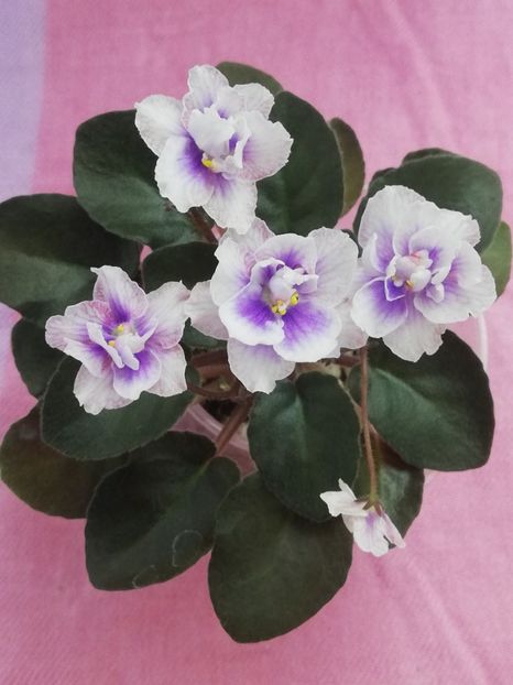 7 iul - SK Osjminozhka