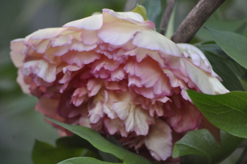 _DSC1897 - BA JIN GE_Kinkaku