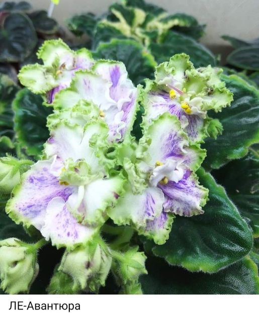 Poza net - LE-Avantiura