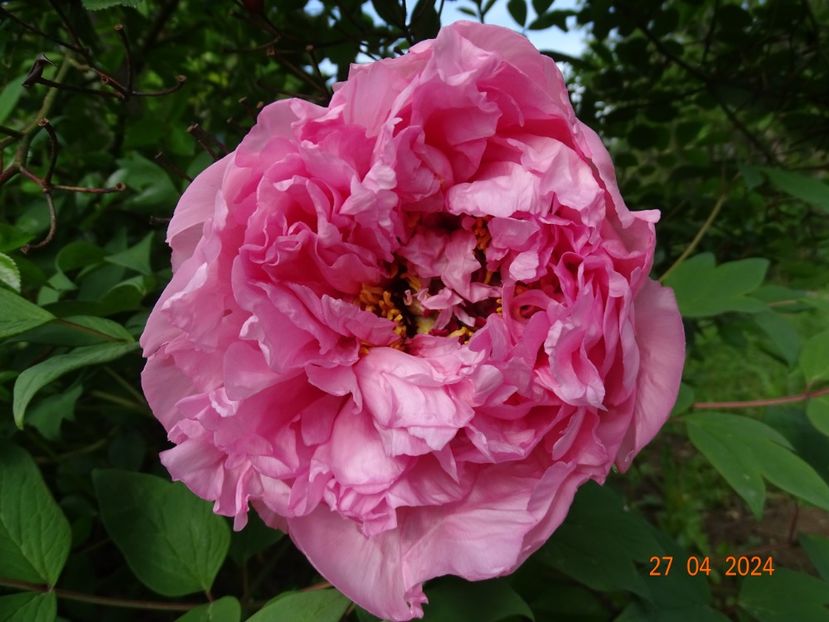 NN - Bujori 2024 -Dobarland