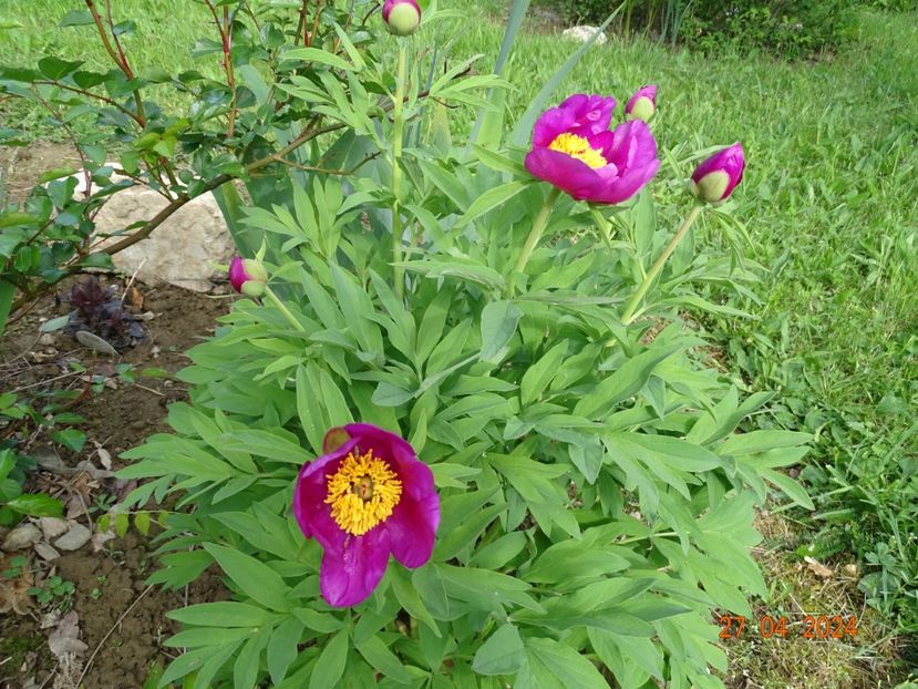 paeonia maximoweitschii - Bujori 2024 -Dobarland