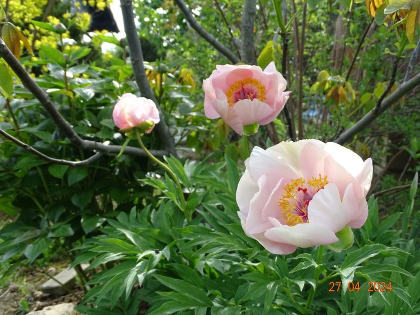 Nosegay - Bujori 2024 -Dobarland