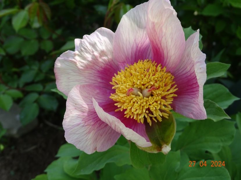 paeonia mlokosewitschii hybrid - Bujori 2024 -Dobarland