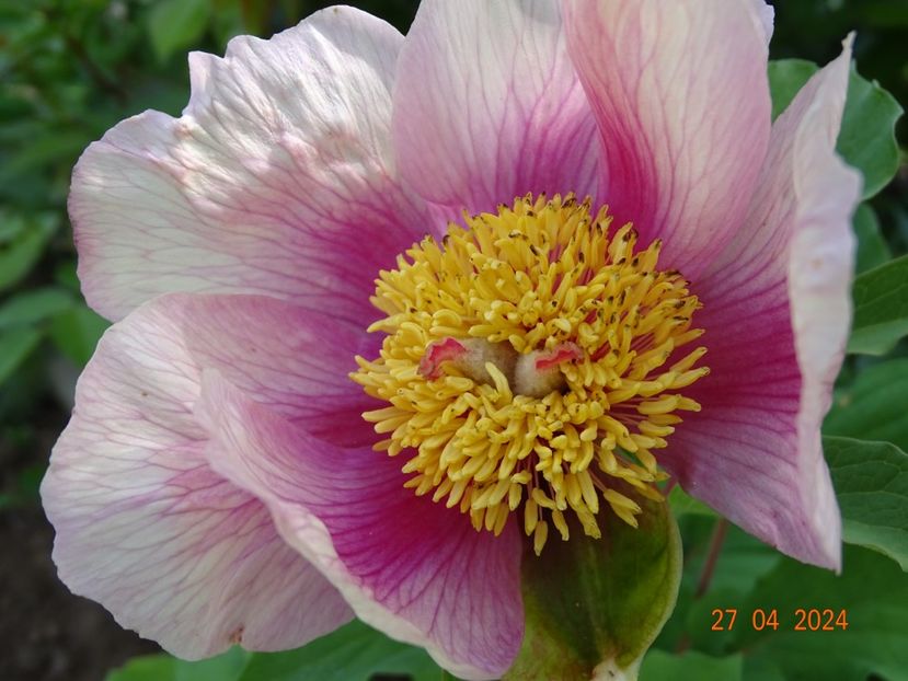 paeonia mlokosewitschii hybrid - Bujori 2024 -Dobarland