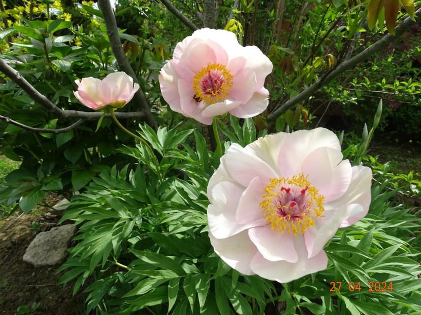 Nosegay - Bujori 2024 -Dobarland