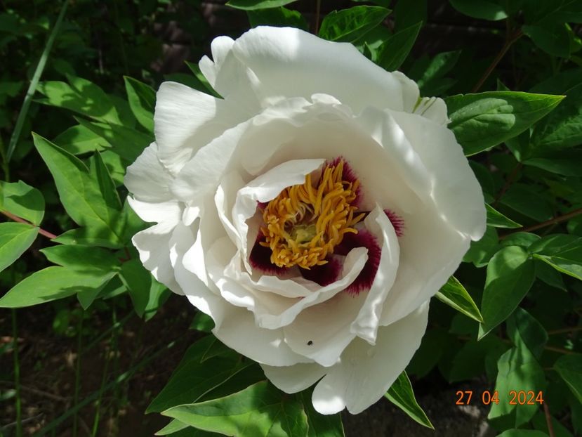 Xue Lian - Bujori 2024 -Dobarland