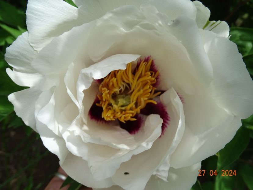 Xue Lian - Bujori 2024 -Dobarland