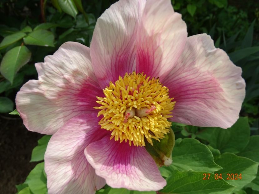 paeonia mlokosewitschii hybrid - Bujori 2024 -Dobarland