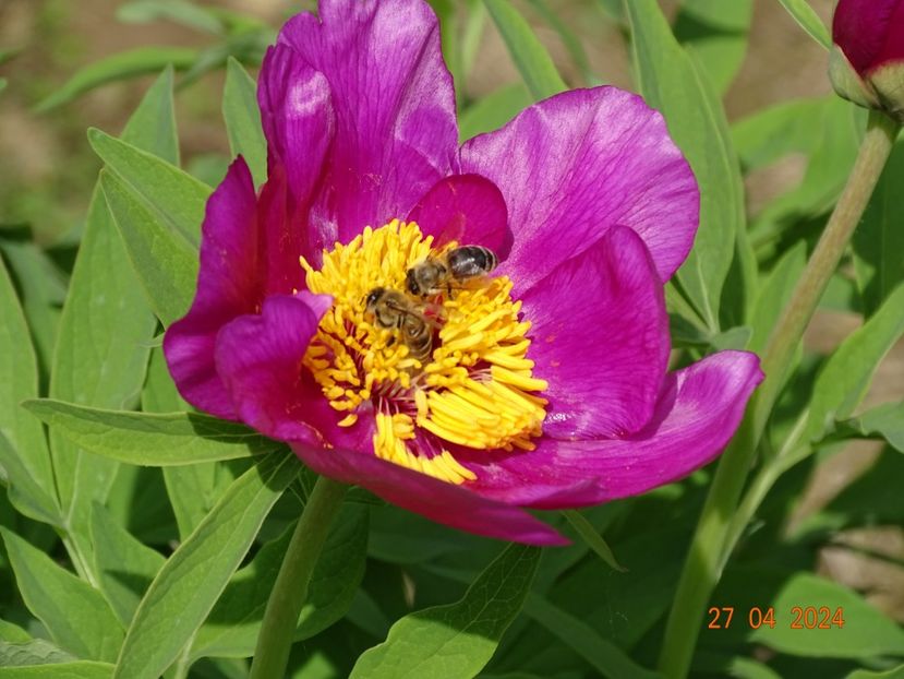paeonia maximoweitschii - Bujori 2024 -Dobarland