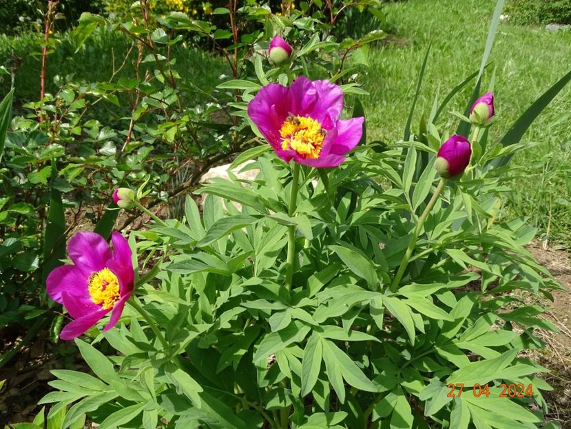paeonia maximoweitschii - Bujori 2024 -Dobarland