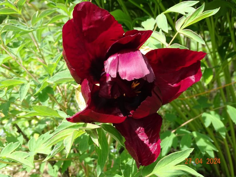 Ye Guang Bei - Bujori 2024 -Dobarland