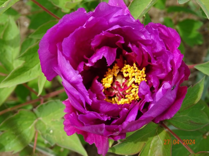 Er Qiao - Bujori 2024 -Dobarland