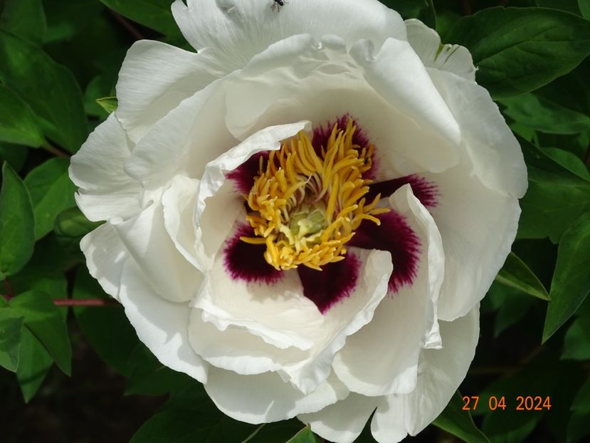 Xue Lian - Bujori 2024 -Dobarland