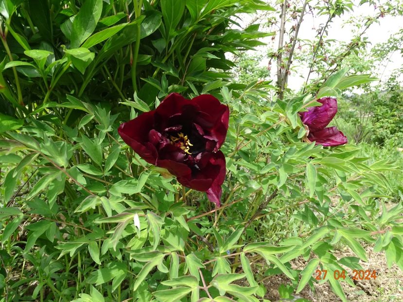 Ye Guang Bei - Bujori 2024 -Dobarland