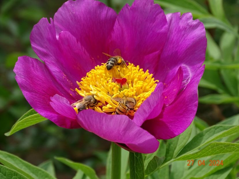 paeonia maximoweitschii - Bujori 2024 -Dobarland
