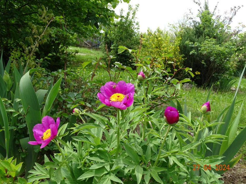 paeonia maximoweitschii - Bujori 2024 -Dobarland