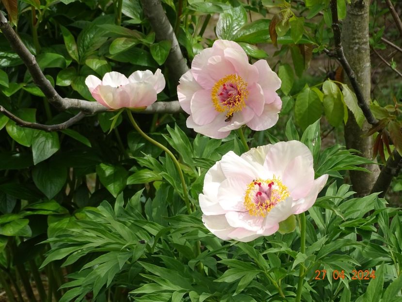 Nosegay - Bujori 2024 -Dobarland