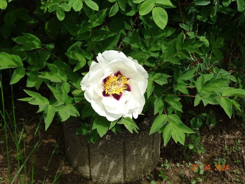 Xue Lian - Bujori 2024 -Dobarland