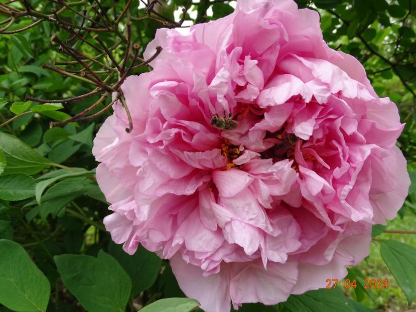 NN - Bujori 2024 -Dobarland