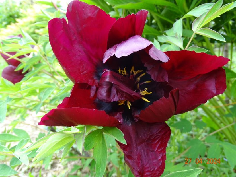 Ye Guang Bei - Bujori 2024 -Dobarland