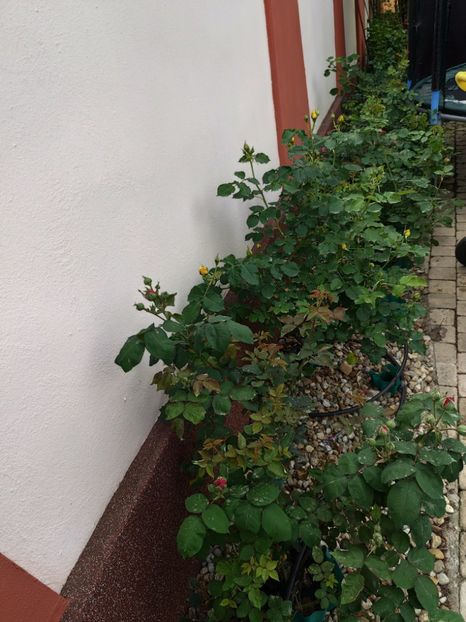  - Primăvara 2024
