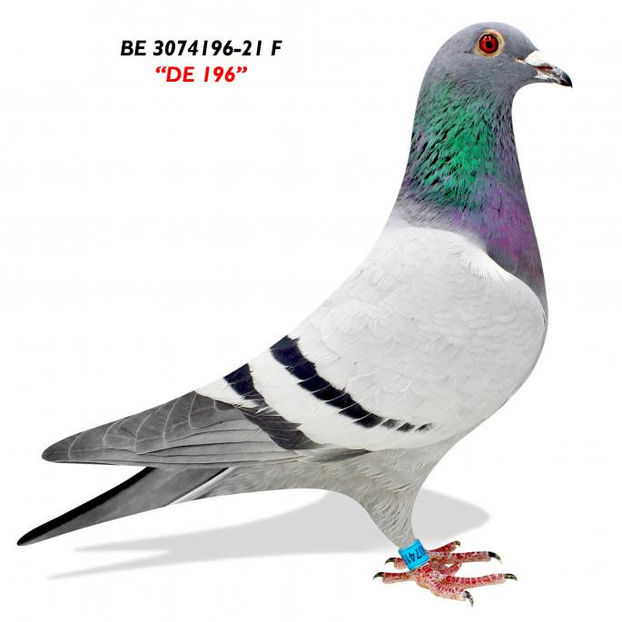 BE 3074196-21 Fx - 2024