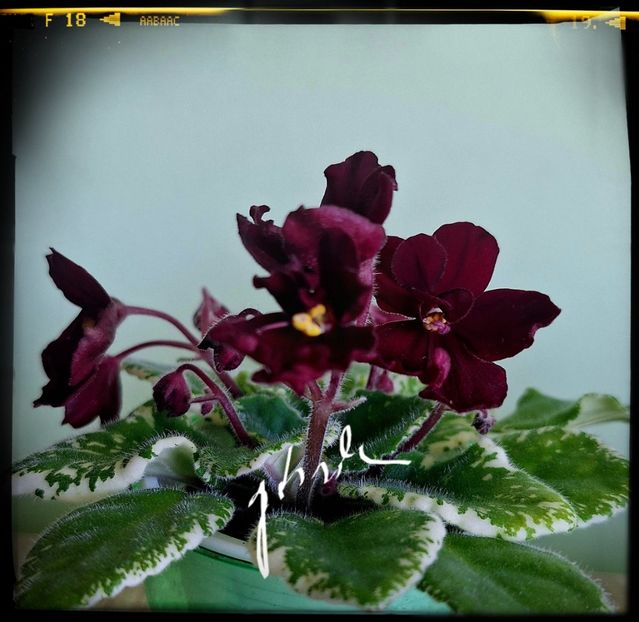Mac s O Scarlet O Hara - AA violete africane de colectie