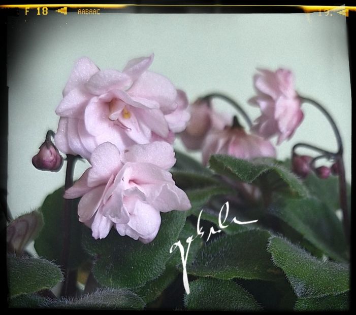  - Edees Rosebud Trail
