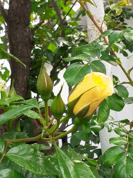  - FEBRUARIE- MARTIE- APRILIE