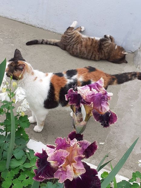  - FEBRUARIE- MARTIE- APRILIE