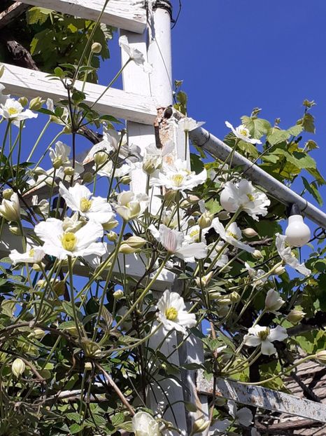  - FEBRUARIE- MARTIE- APRILIE