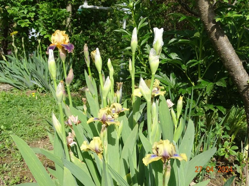 Delirium si Forest Sound - Irisi 2024 -Dobarland