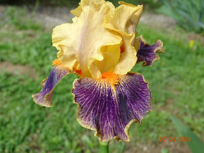 Delirium - Irisi 2024 -Dobarland