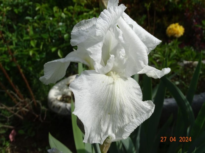 Immortality - Irisi 2024 -Dobarland