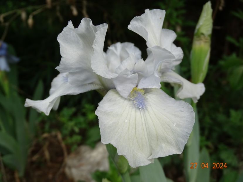 Love's tune - Irisi 2024 -Dobarland