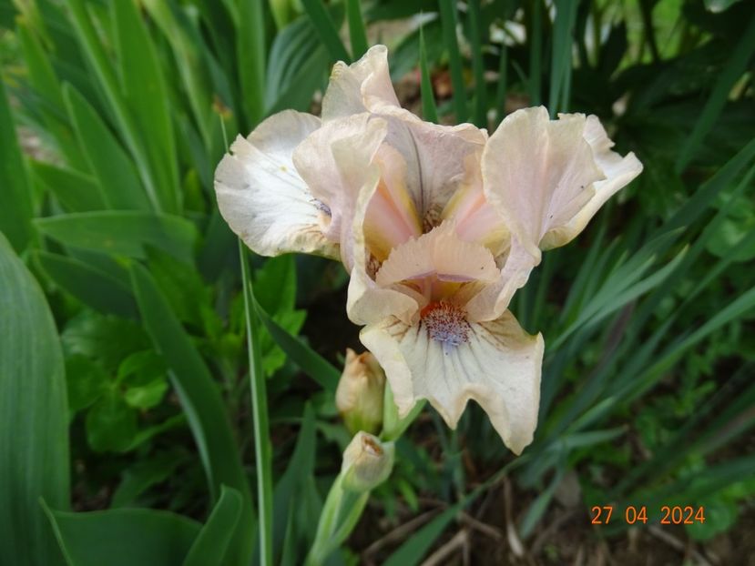 Dublin - Irisi 2024 -Dobarland