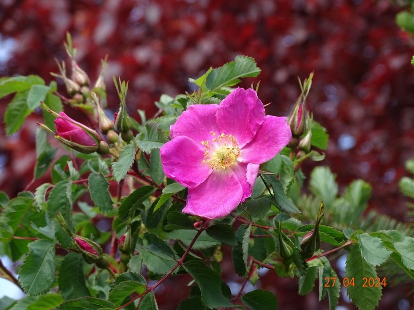  - Trandafiri 2024