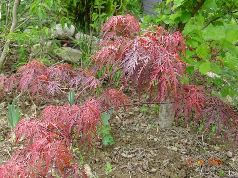 acer palmatum Garnet - Dobarland 2024 3