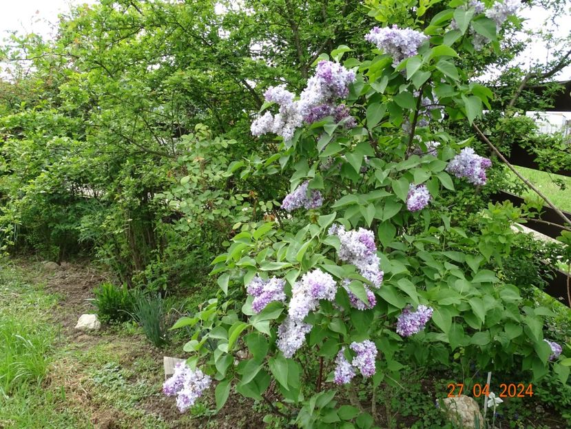 syringa Nadezhda - Dobarland 2024 3