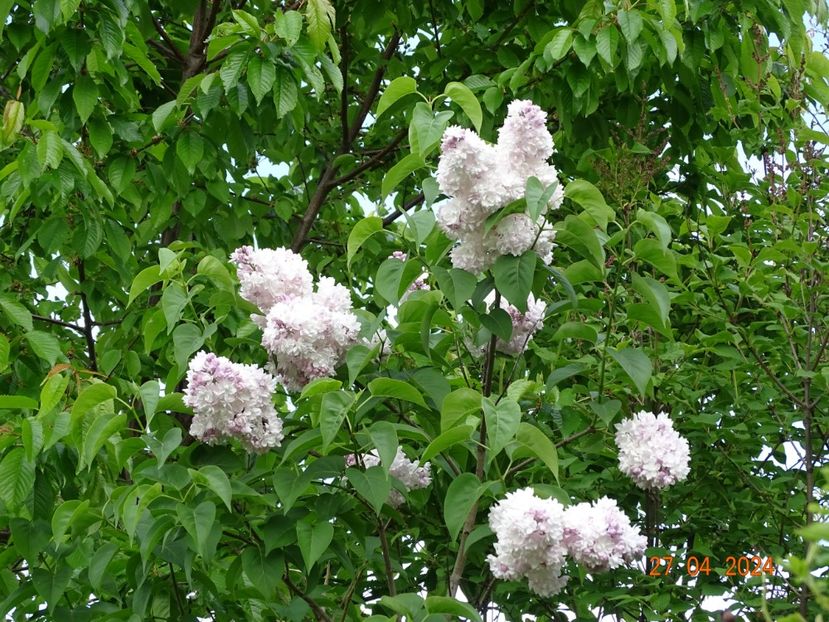 syringa Beauty of Moscow - Dobarland 2024 3