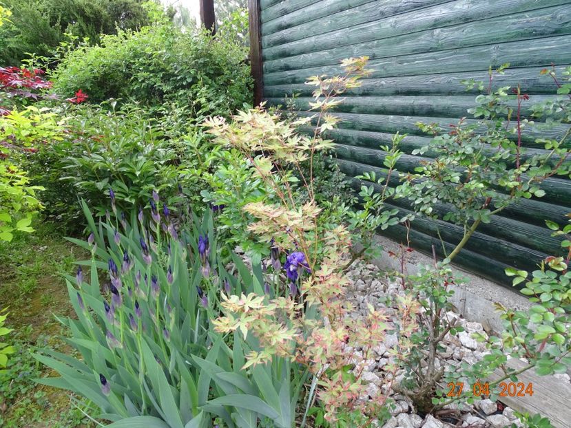acer palmatum Taylor - Dobarland 2024 3