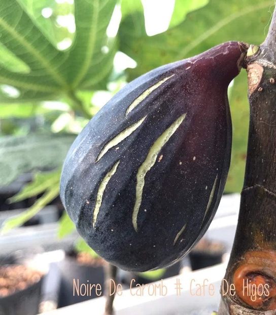  - Noir De Caromb