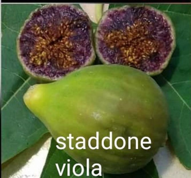  - Staddone Viola