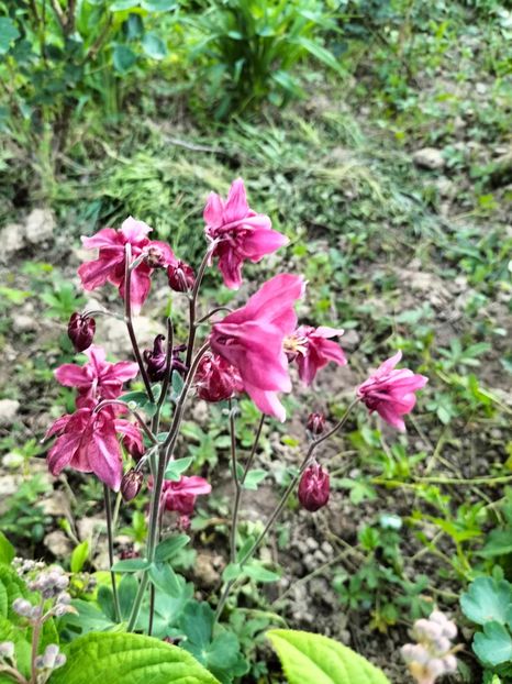 IMG20240428200004 - Aprilie 2024